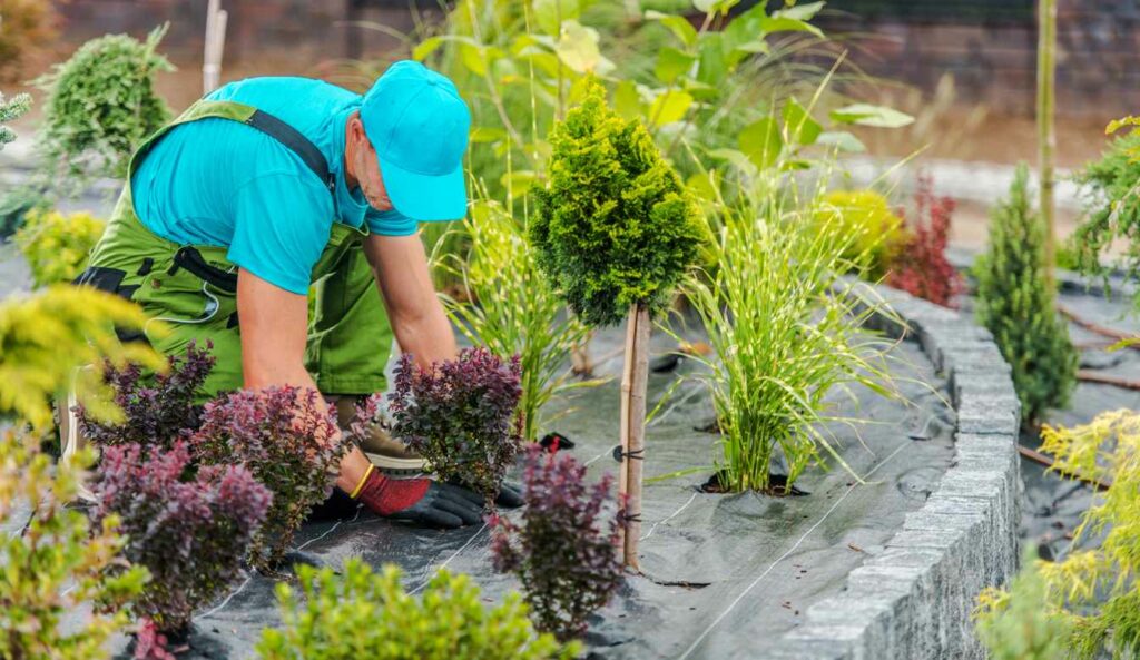 A professional landscaper caring for plants during a gardening maintenance visit.