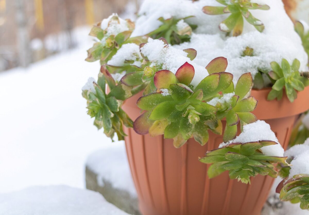 A potted succulent plant in the snow amid a winter garden.