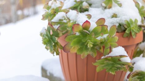 A potted succulent plant in the snow amid a winter garden.